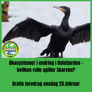 Økosystemer i endring i Oslofjorden - hvilken rolle spiller Skarven?